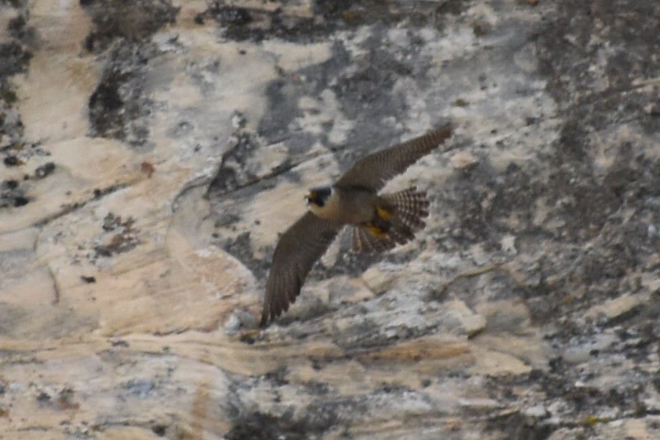 Peregrine Falcon - ML454802101