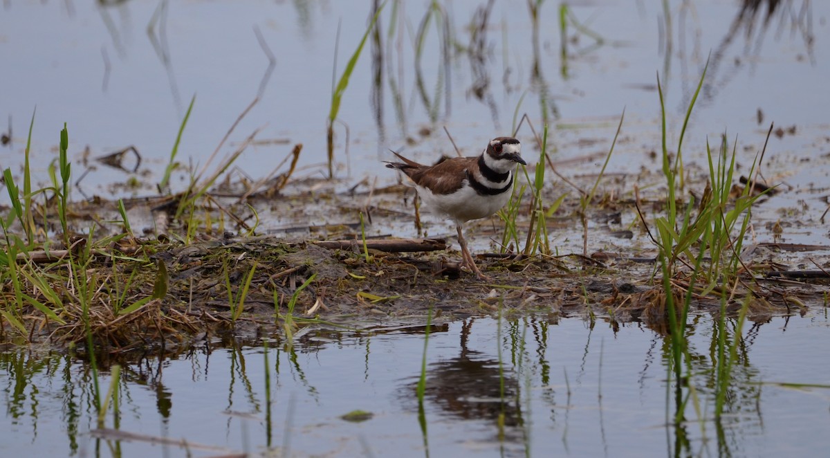 Killdeer - ML454802411