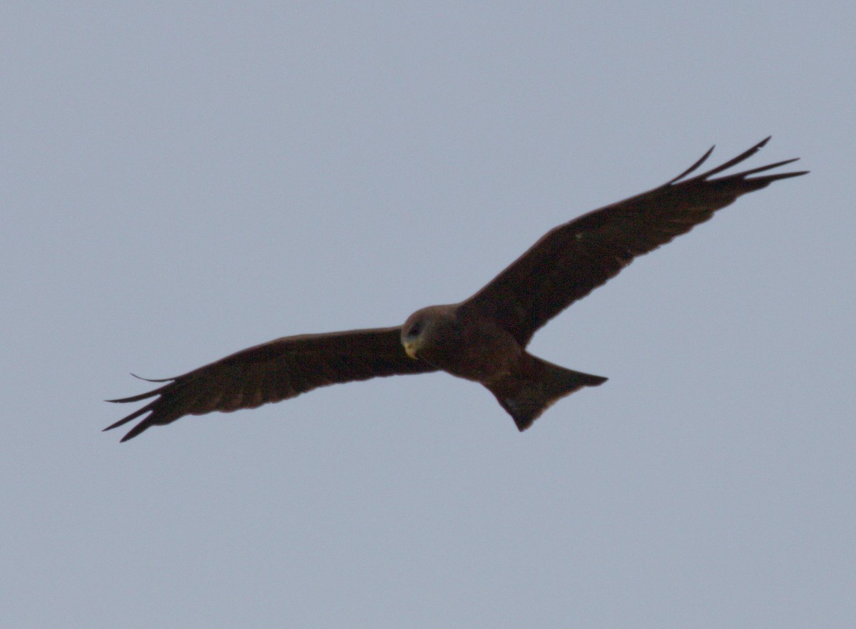 Black Kite (Yellow-billed) - ML45480261