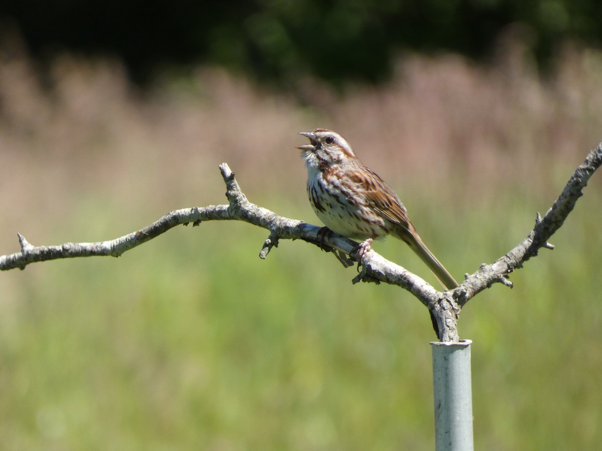 Song Sparrow - ML454802681