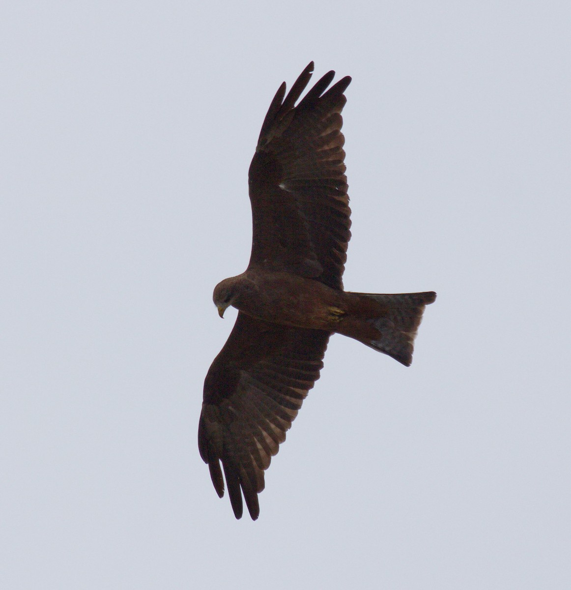 Black Kite (Yellow-billed) - ML45480281