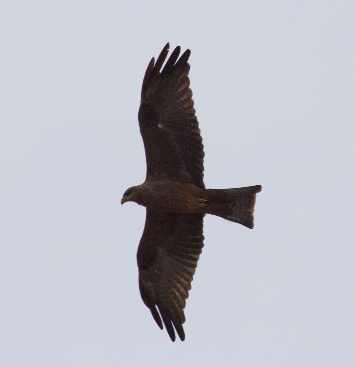 Black Kite (Yellow-billed) - ML45480291