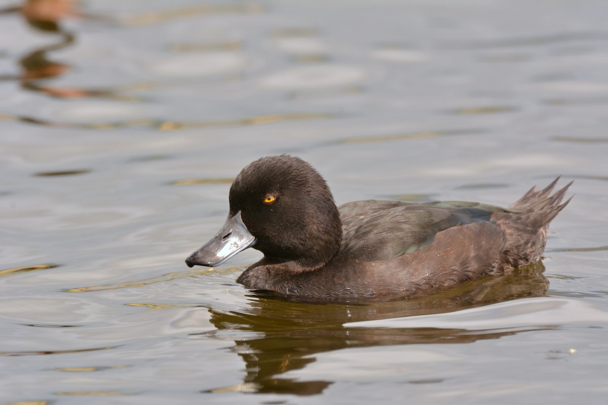 New Zealand Scaup - ML45480491