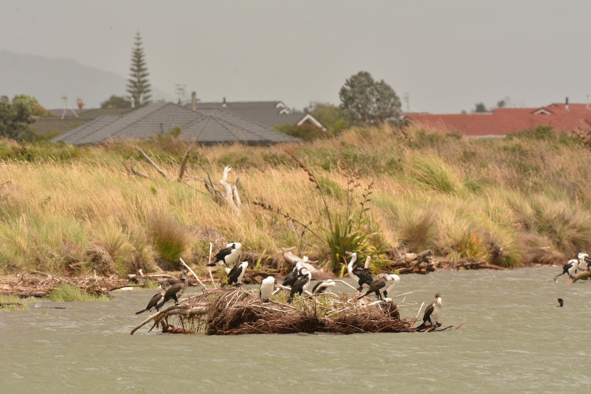 Pied Cormorant - ML45480531