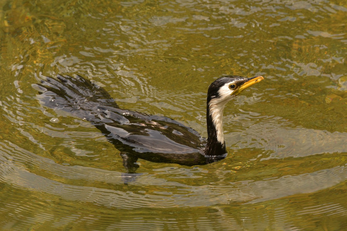 Little Pied Cormorant - ML45480541