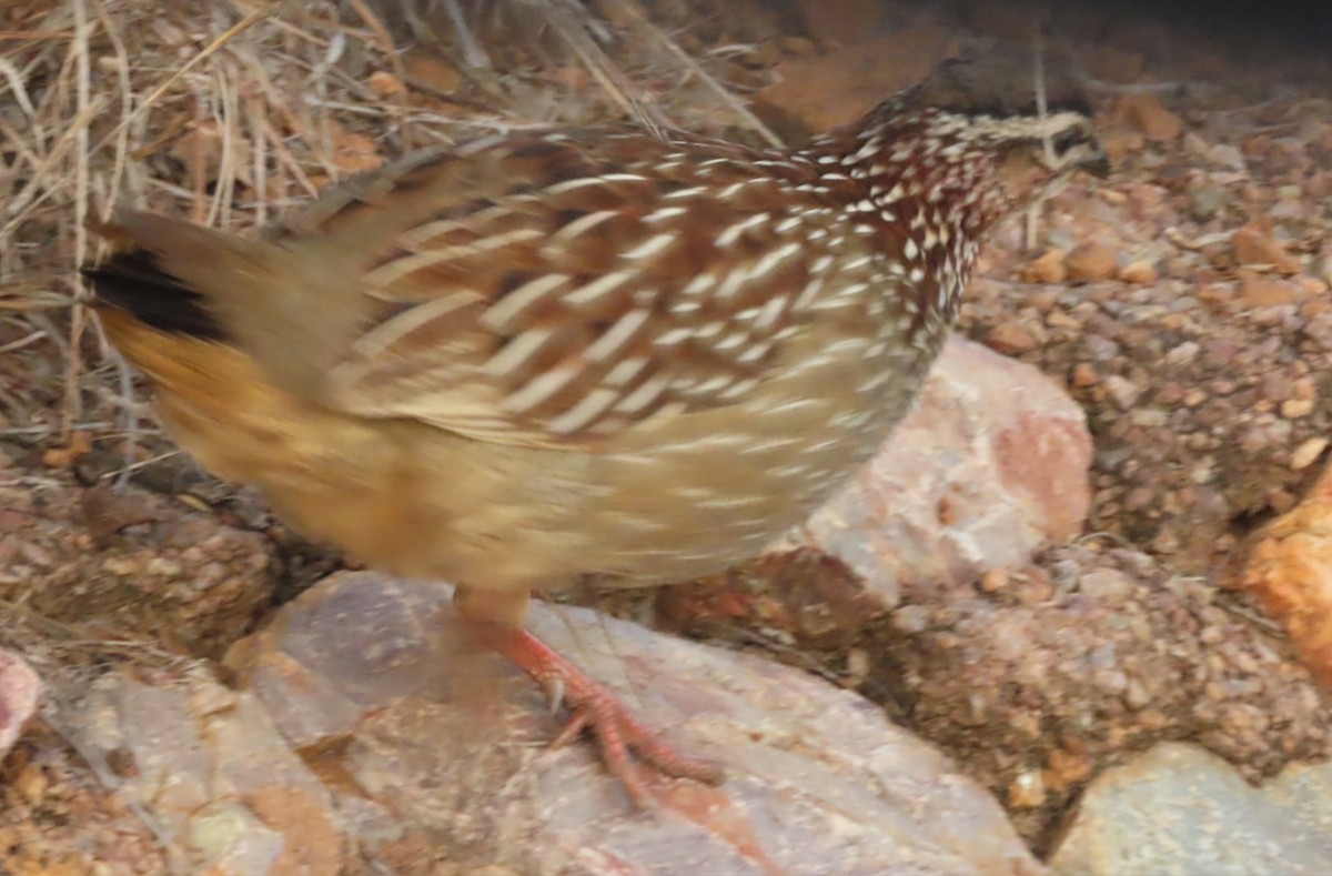 Crested Francolin - ML454807981