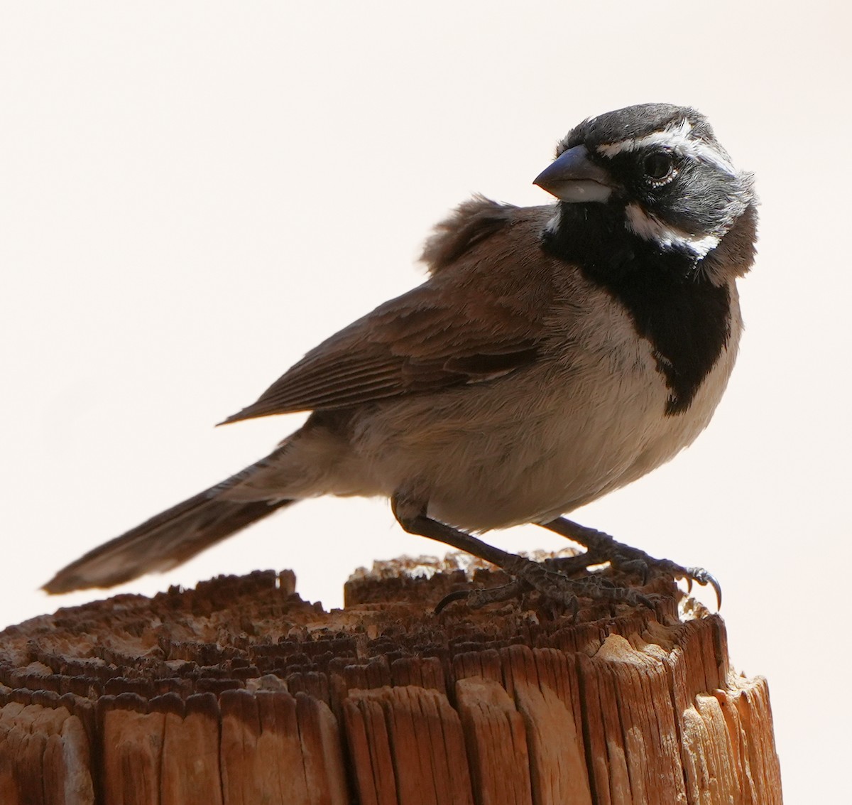 Black-throated Sparrow - Dave Bowman