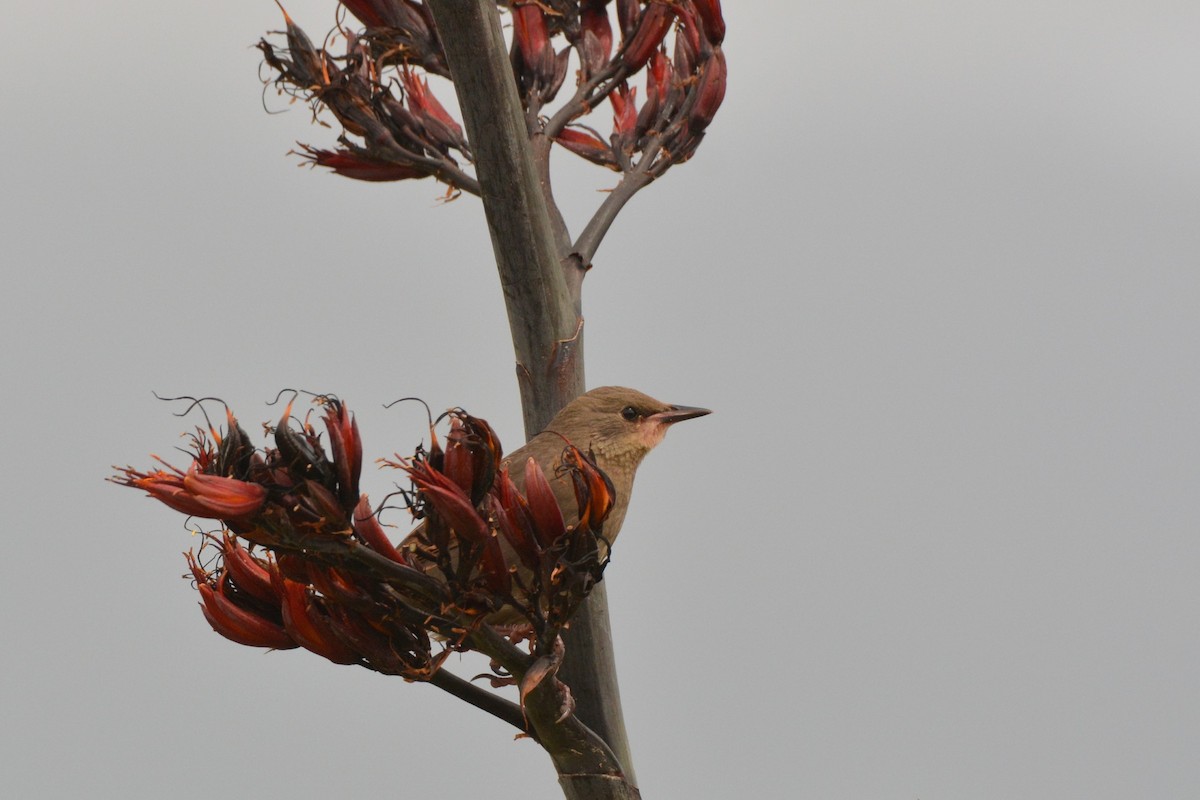 European Starling - ML45480861