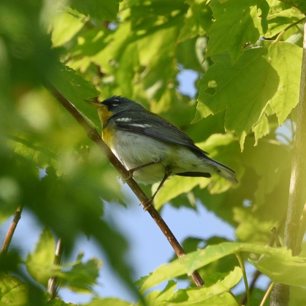 Northern Parula - ML454808611