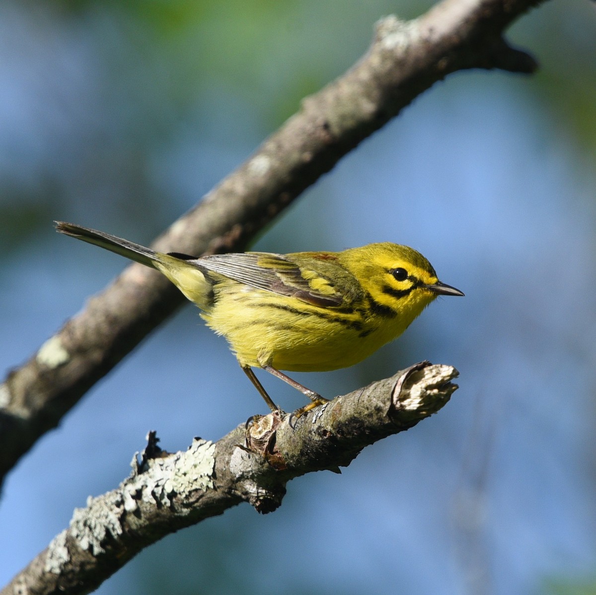 Prairie Warbler - ML454808651