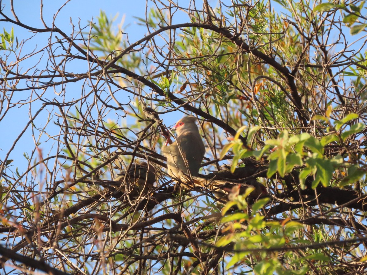 Pájaro Ratón Carirrojo - ML454809031