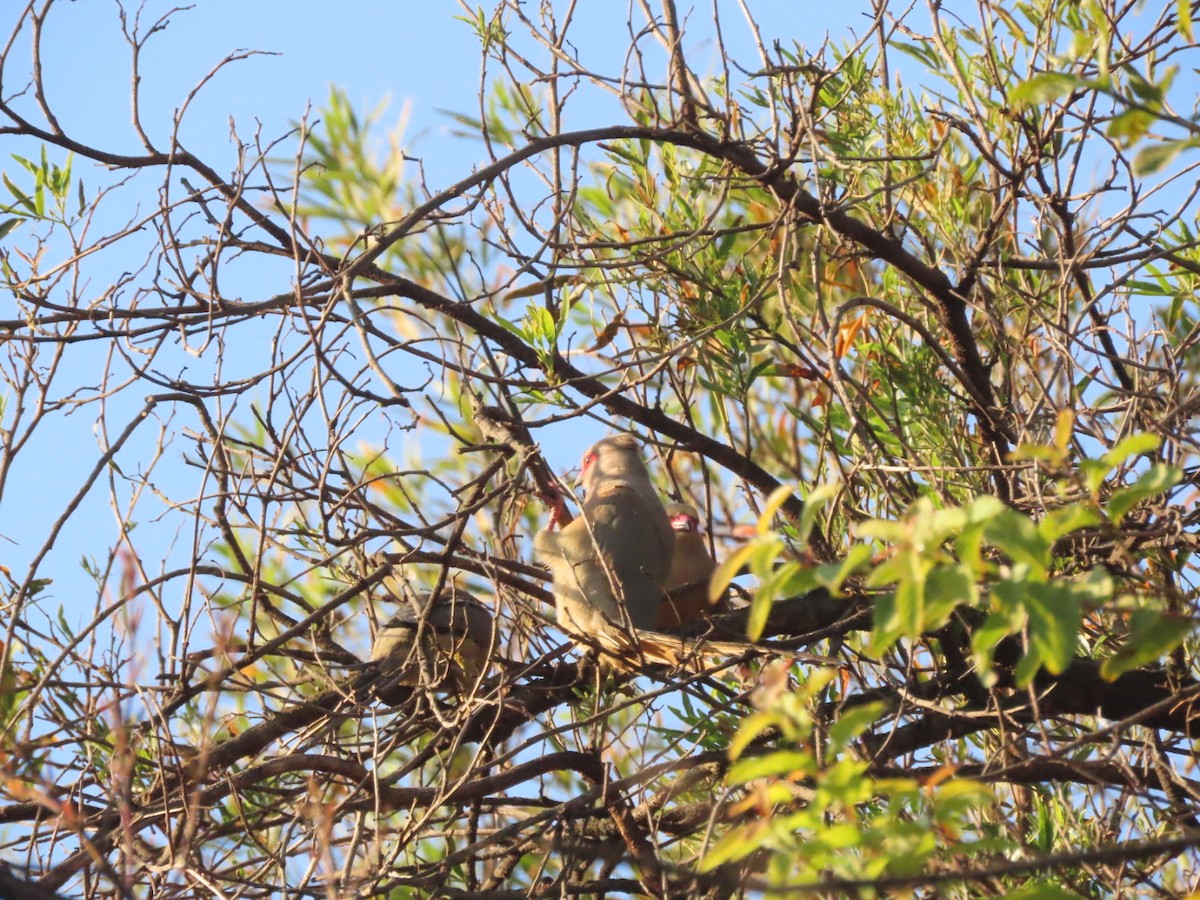 Red-faced Mousebird - Lloyd Nelson