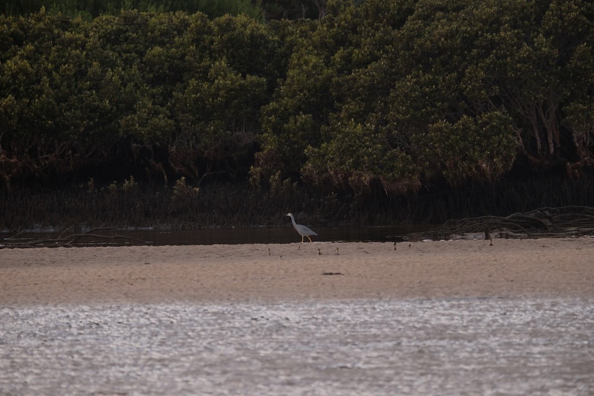 White-faced Heron - Jade Segrave