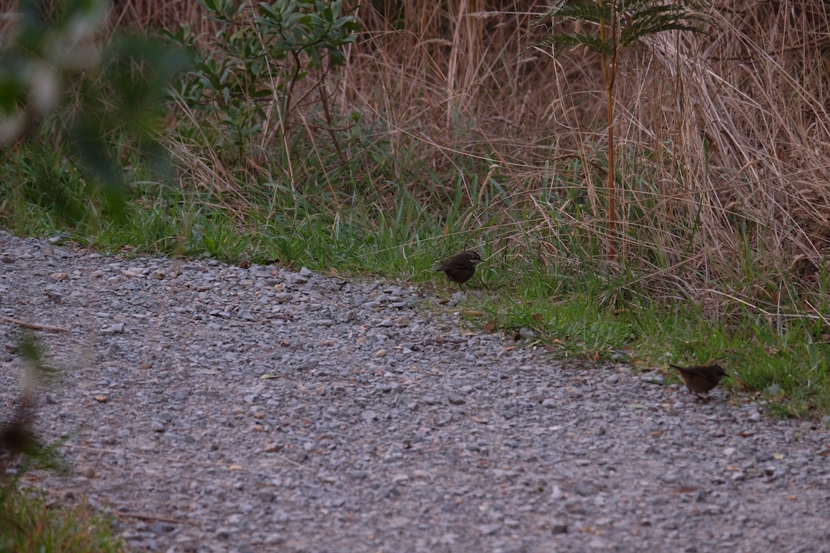 White-browed Scrubwren - ML454810731