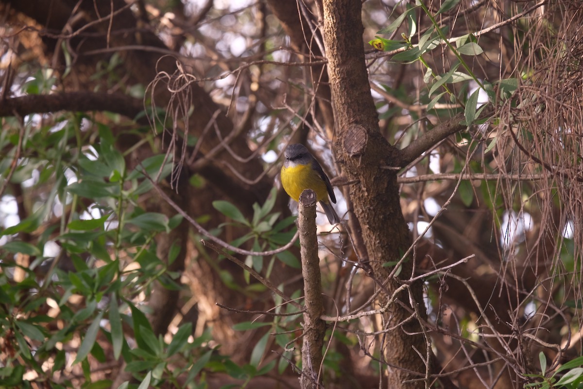 Eastern Yellow Robin - Jade Segrave