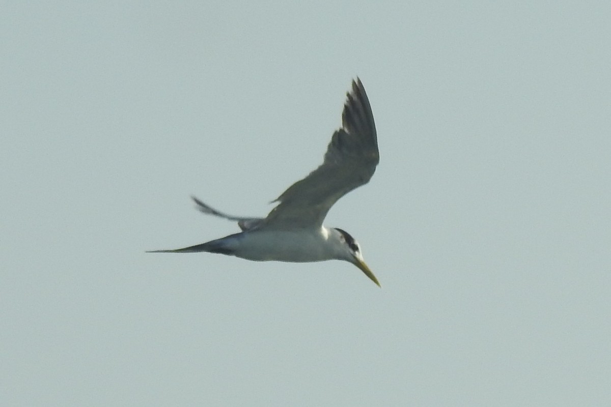 Great Crested Tern - ML454811401