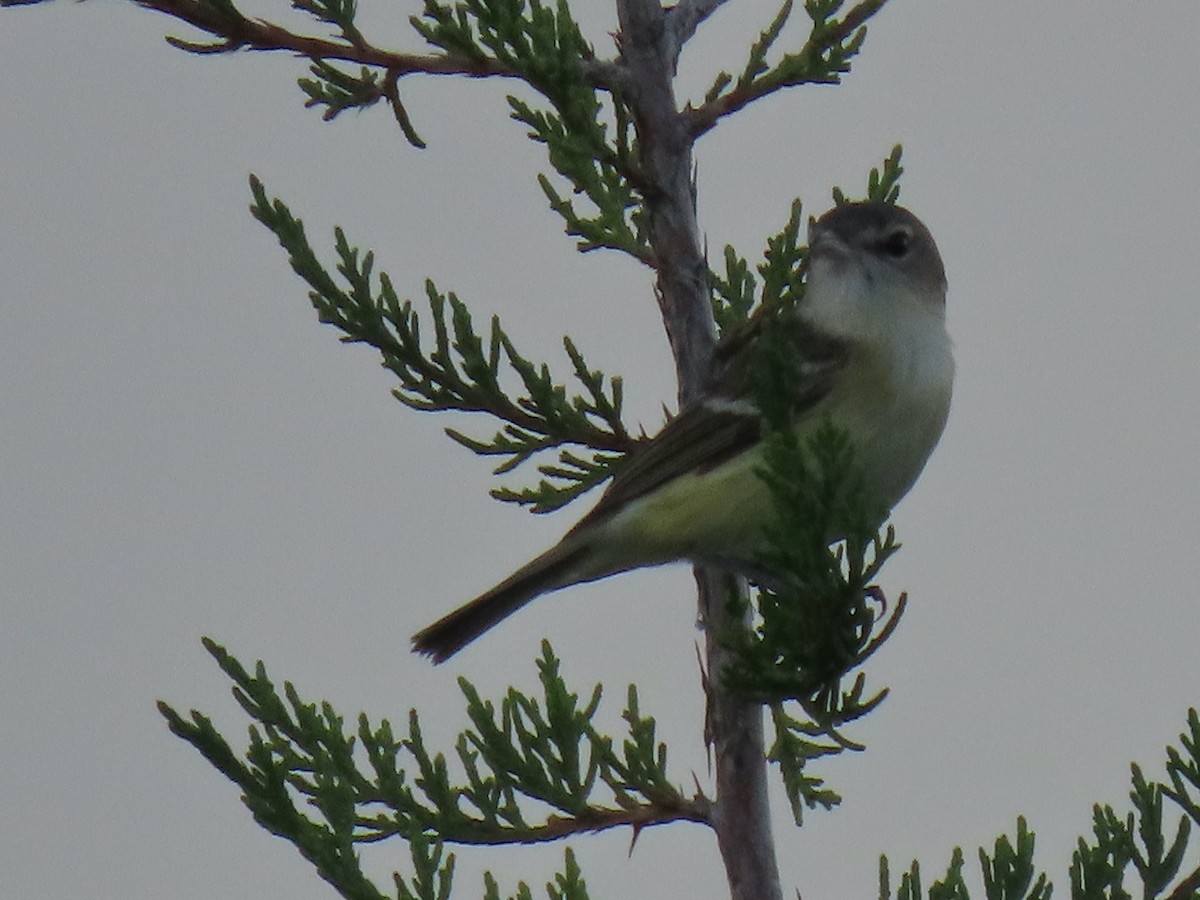 Bell's Vireo - ML454813501