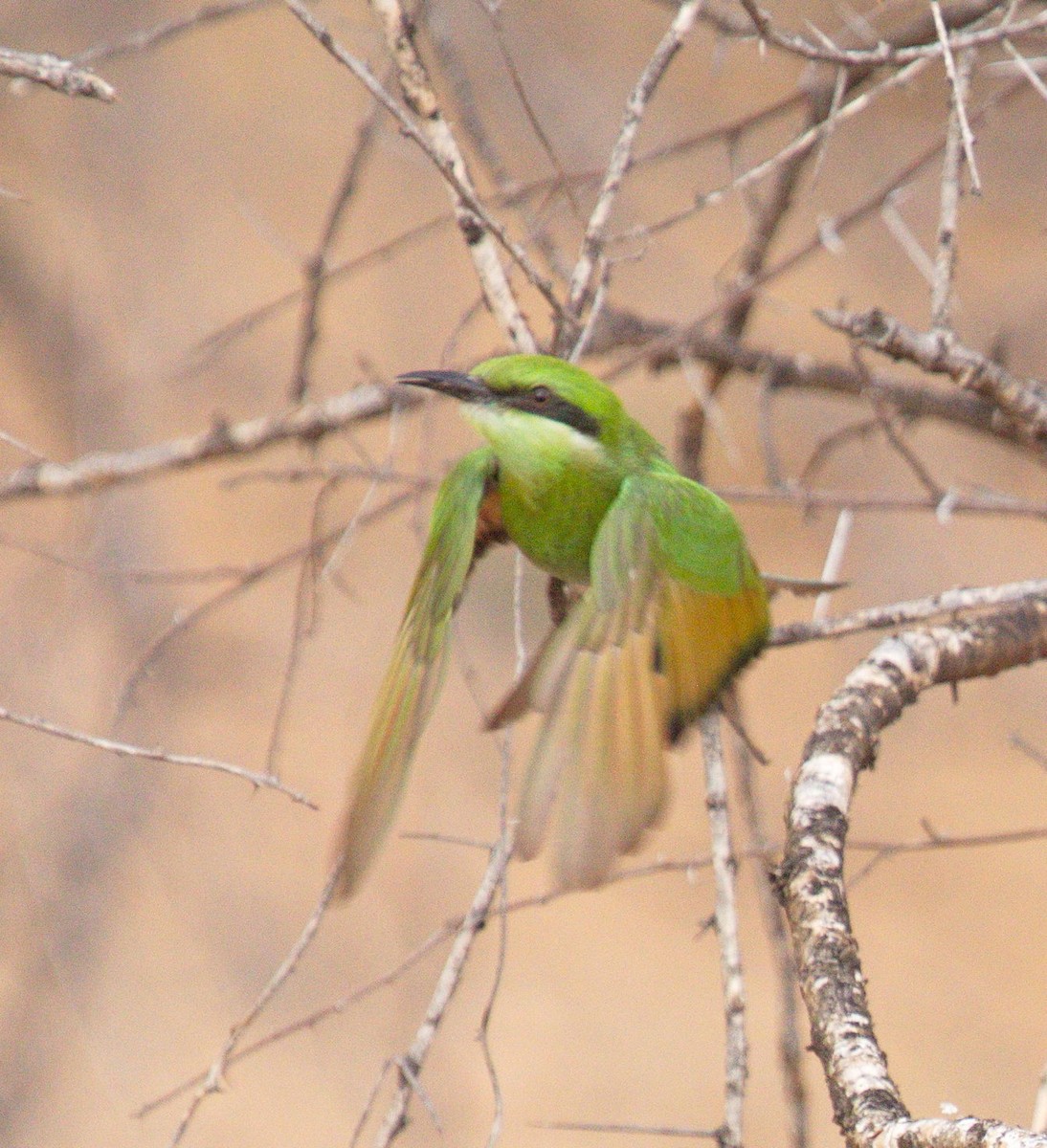 Swallow-tailed Bee-eater - Andrey Vlasenko