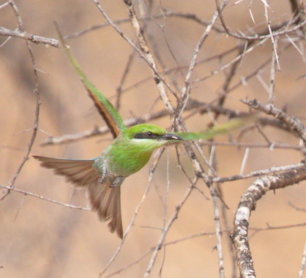 Abejaruco Golondrina - ML45481471