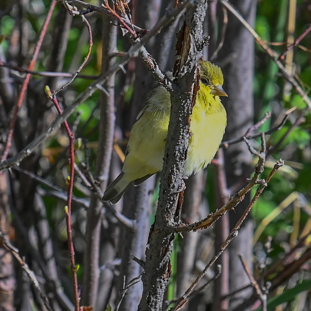 Lesser Goldfinch - ML454814831