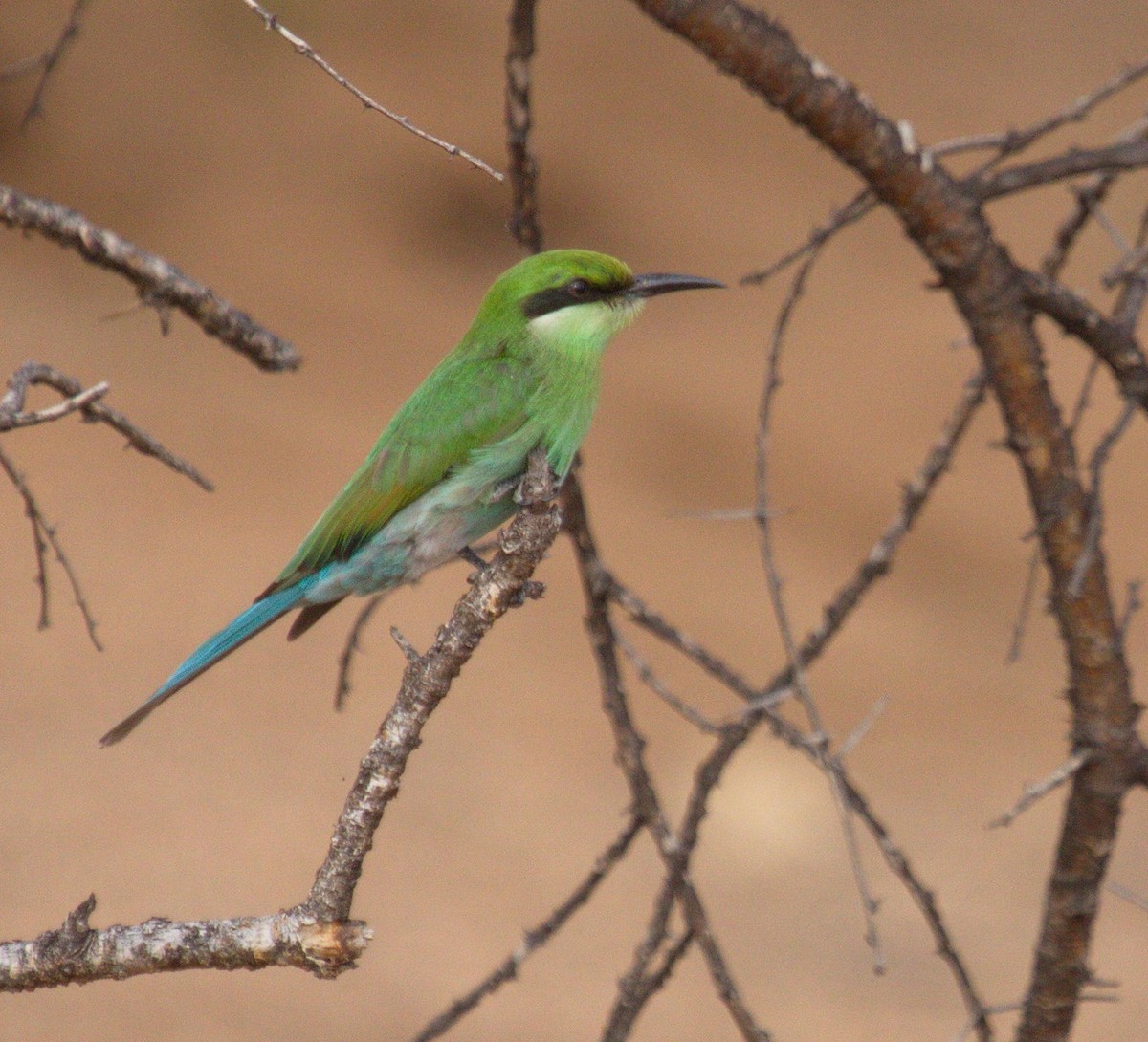 Abejaruco Golondrina - ML45481511