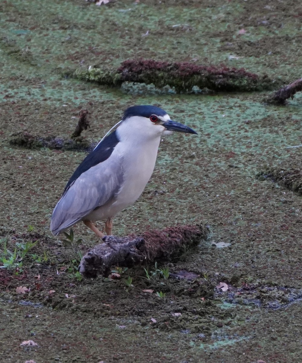 Black-crowned Night Heron - ML454815591