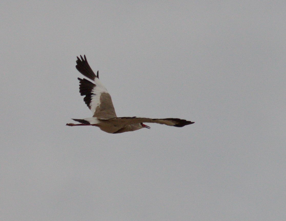 Crowned Lapwing - ML45481651