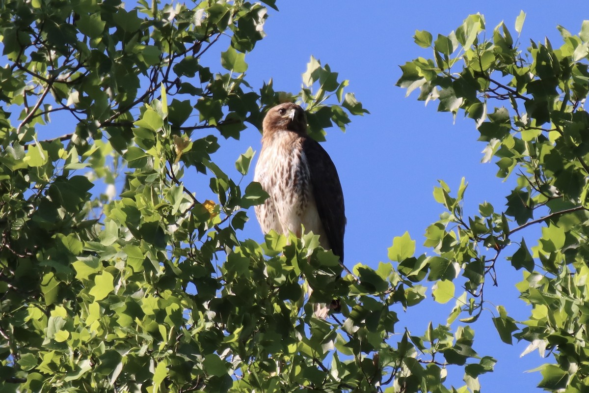 Red-tailed Hawk - ML454817051