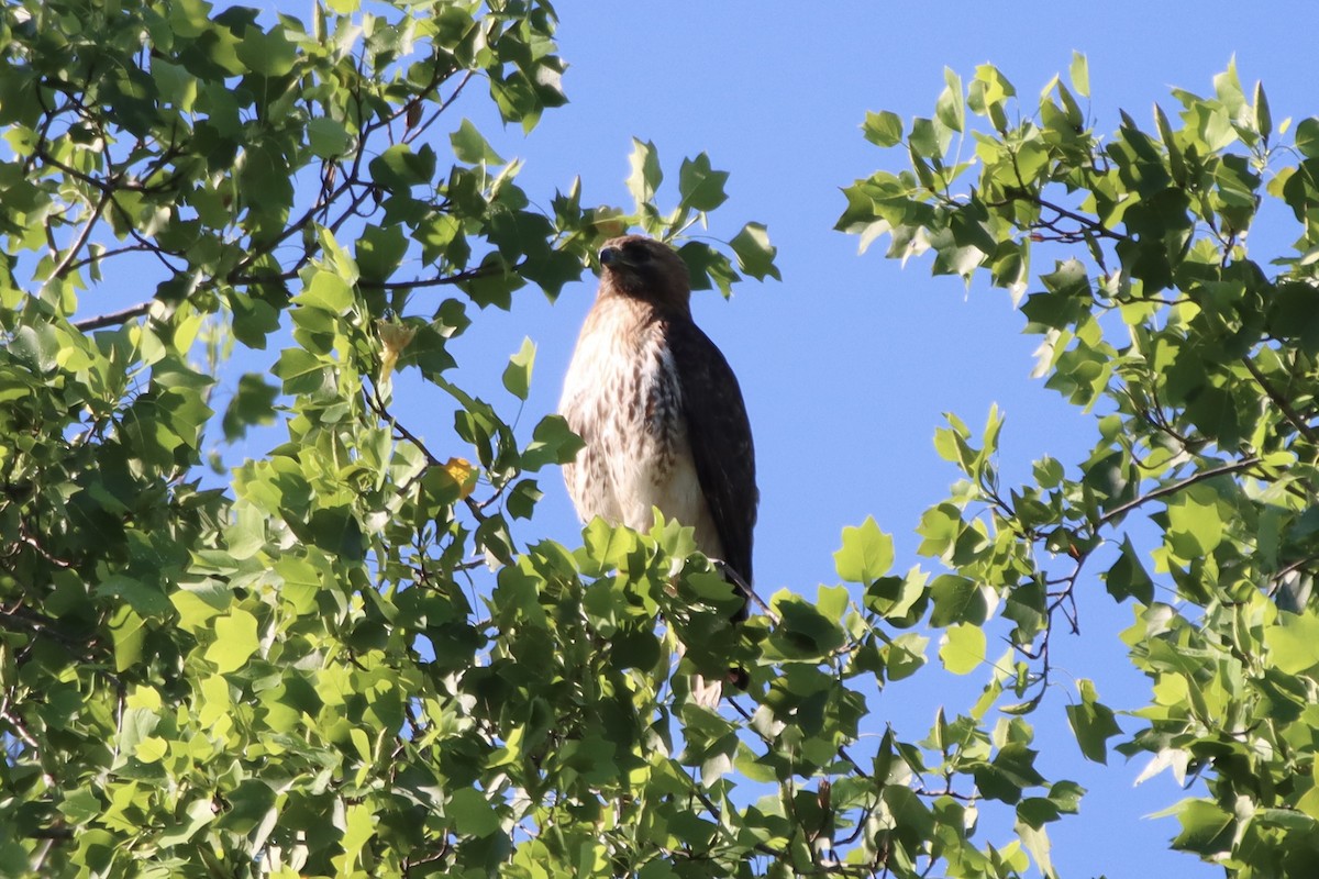 Red-tailed Hawk - ML454817061
