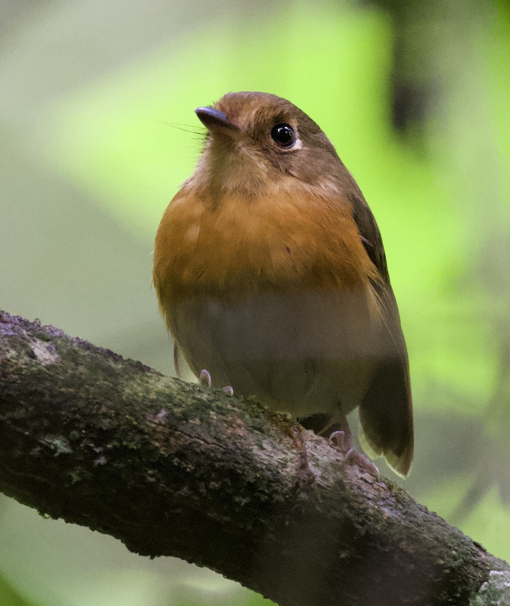 Rusty-breasted Antpitta - ML454817331