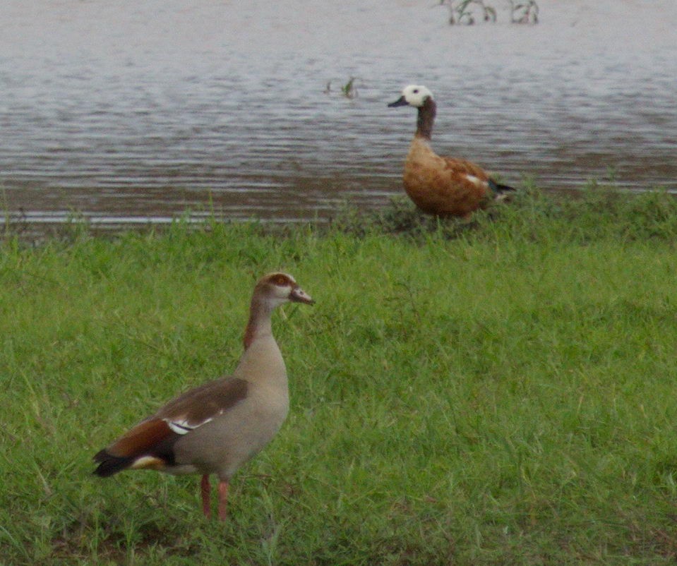 Egyptian Goose - ML45481751