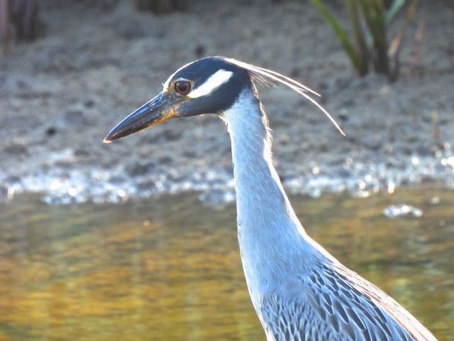 Yellow-crowned Night Heron - Vern Tunnell