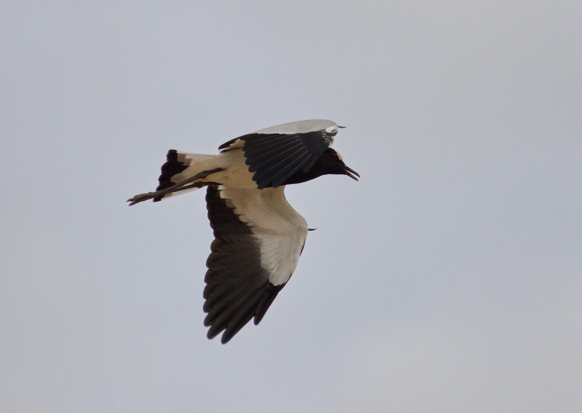 Blacksmith Lapwing - ML45481891