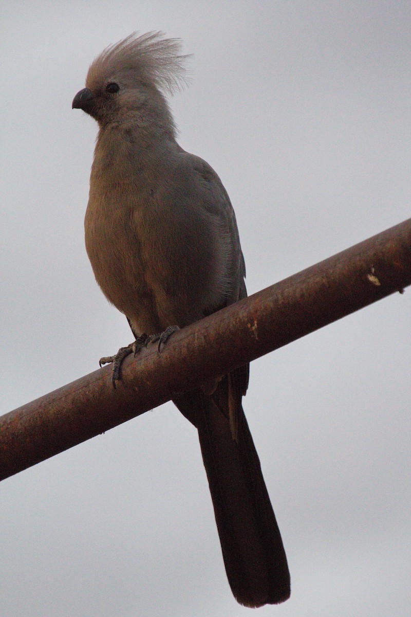 Gray Go-away-bird - ML45481961