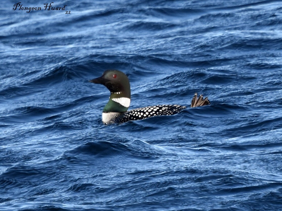 Common Loon - ML454819671