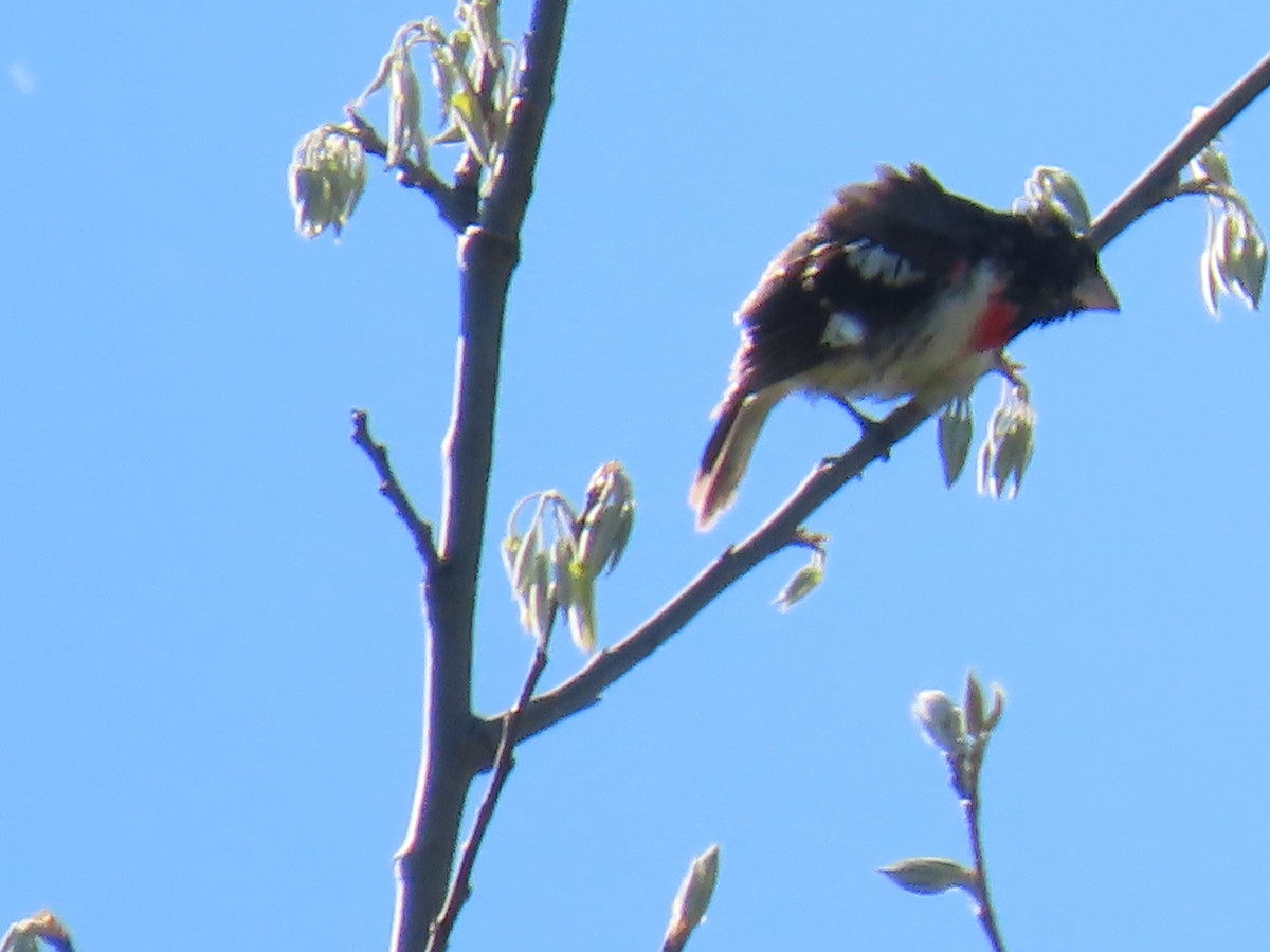 Rose-breasted Grosbeak - Katherine Holland