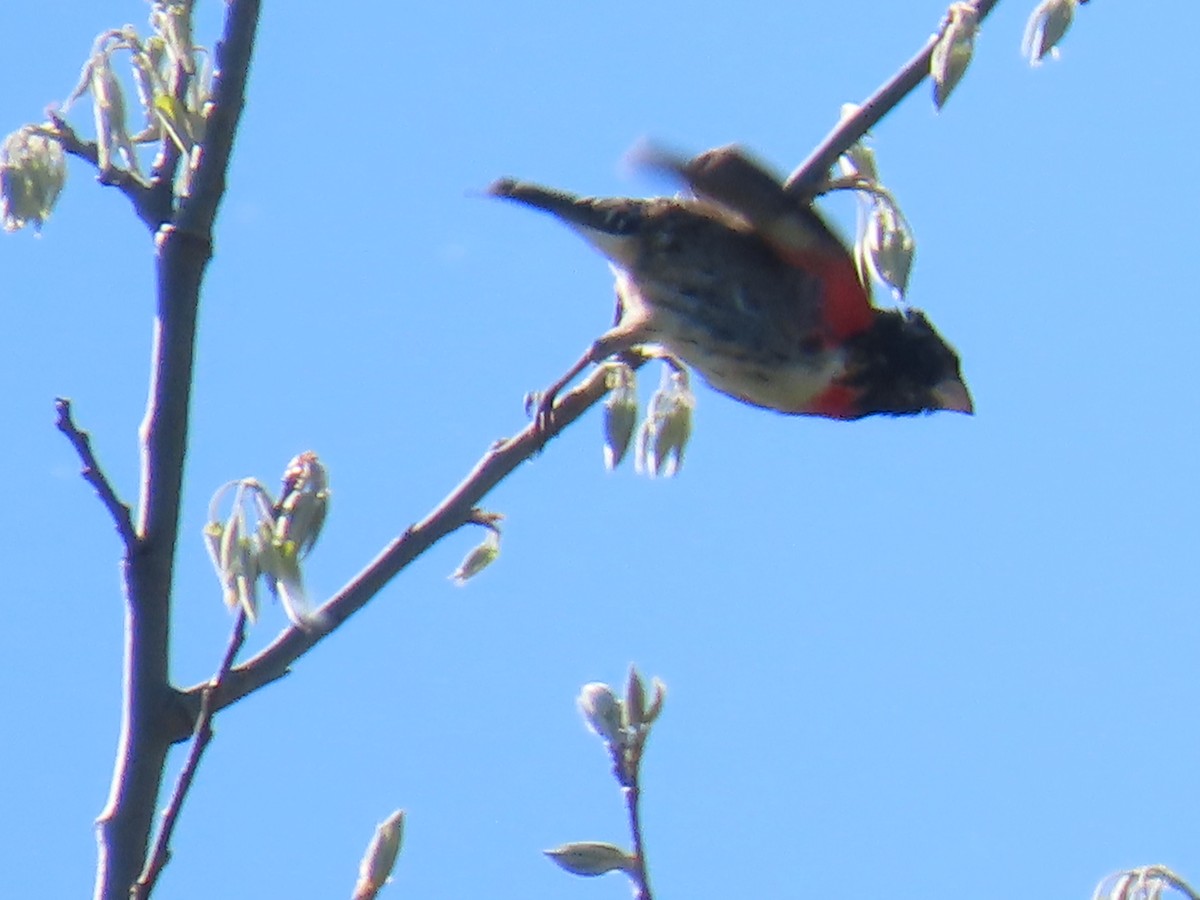 Cardinal à poitrine rose - ML454820441