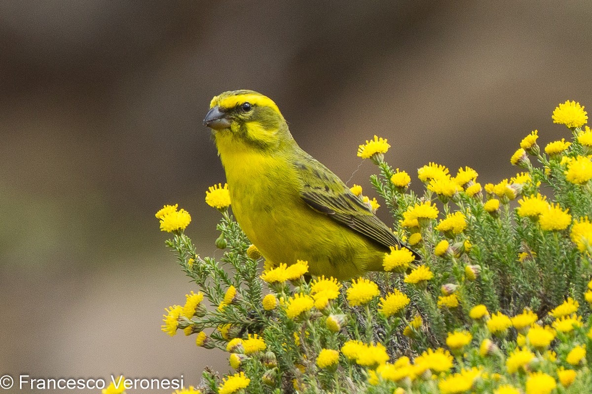 Yellow Canary - Francesco Veronesi