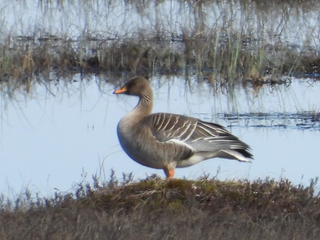 Taiga Bean-Goose - Helmut Pfeifenberger