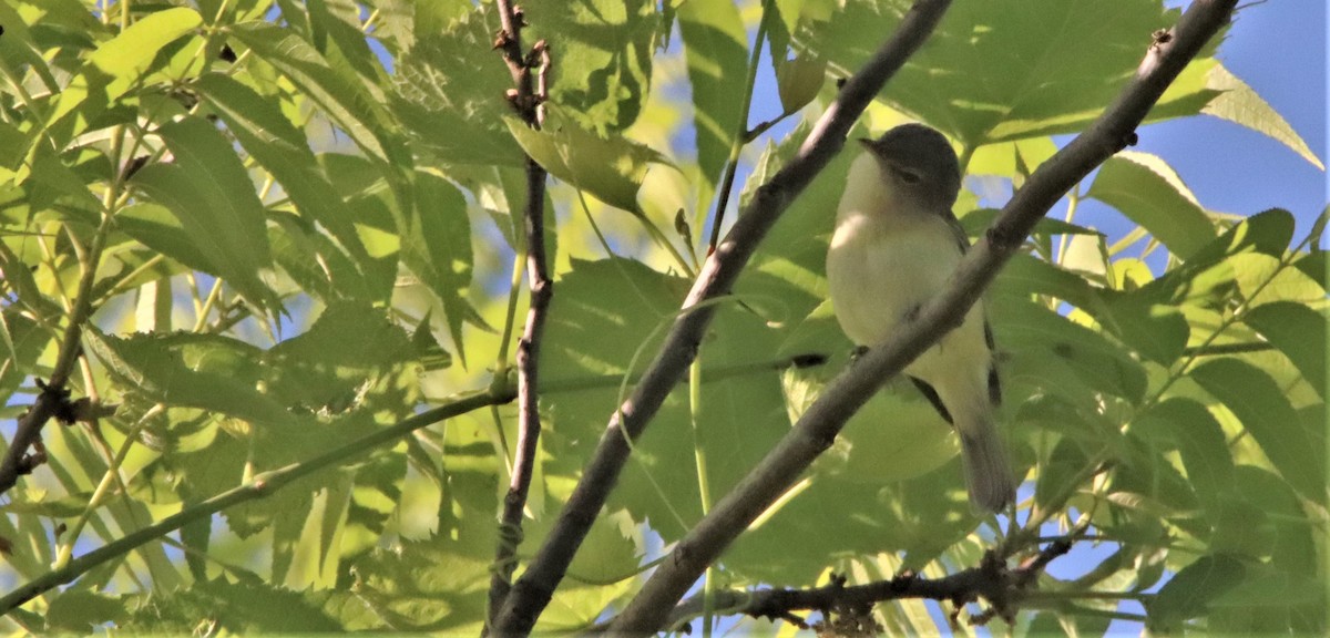 Bell's Vireo - Thomas  May