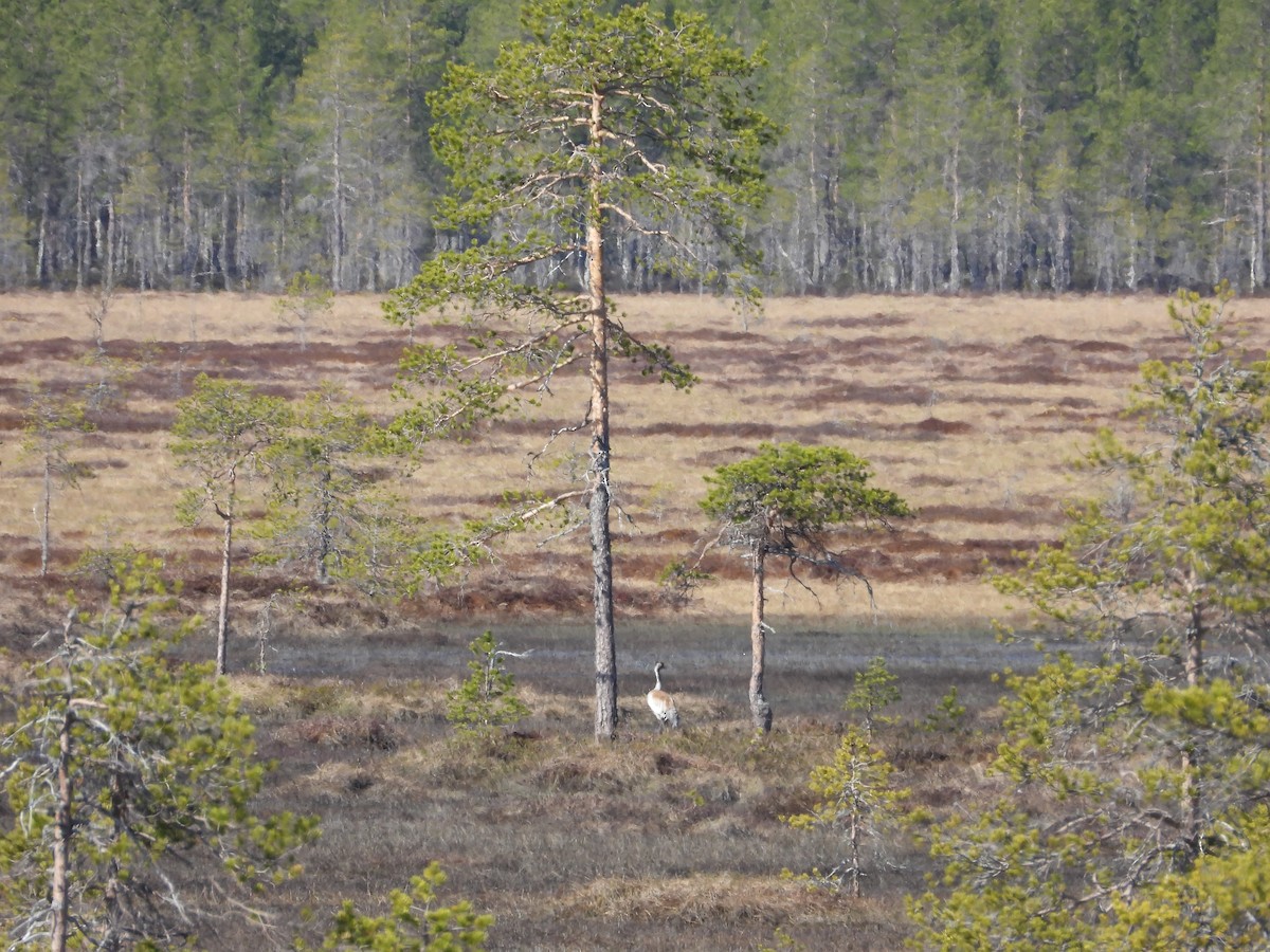 Common Crane - Helmut Pfeifenberger