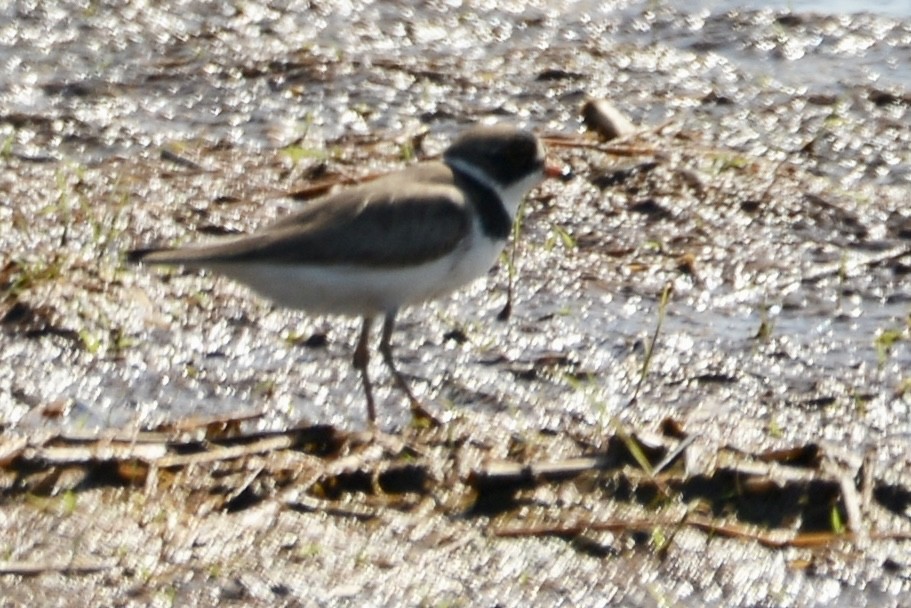 Semipalmated Plover - ML454823501