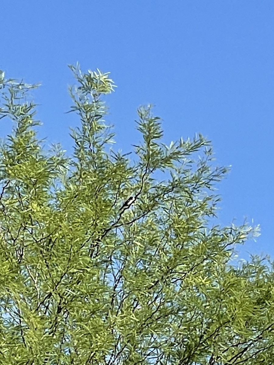 Rose-breasted Grosbeak - ML454824481