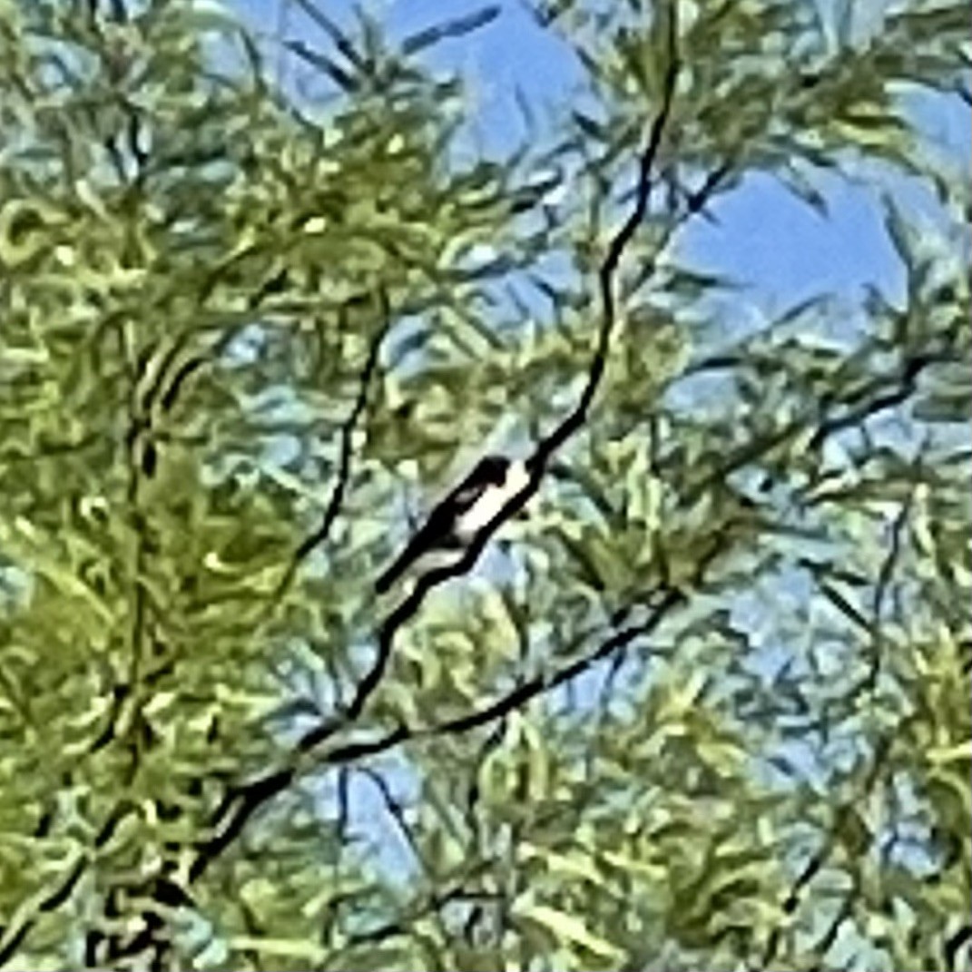 Rose-breasted Grosbeak - ML454825091