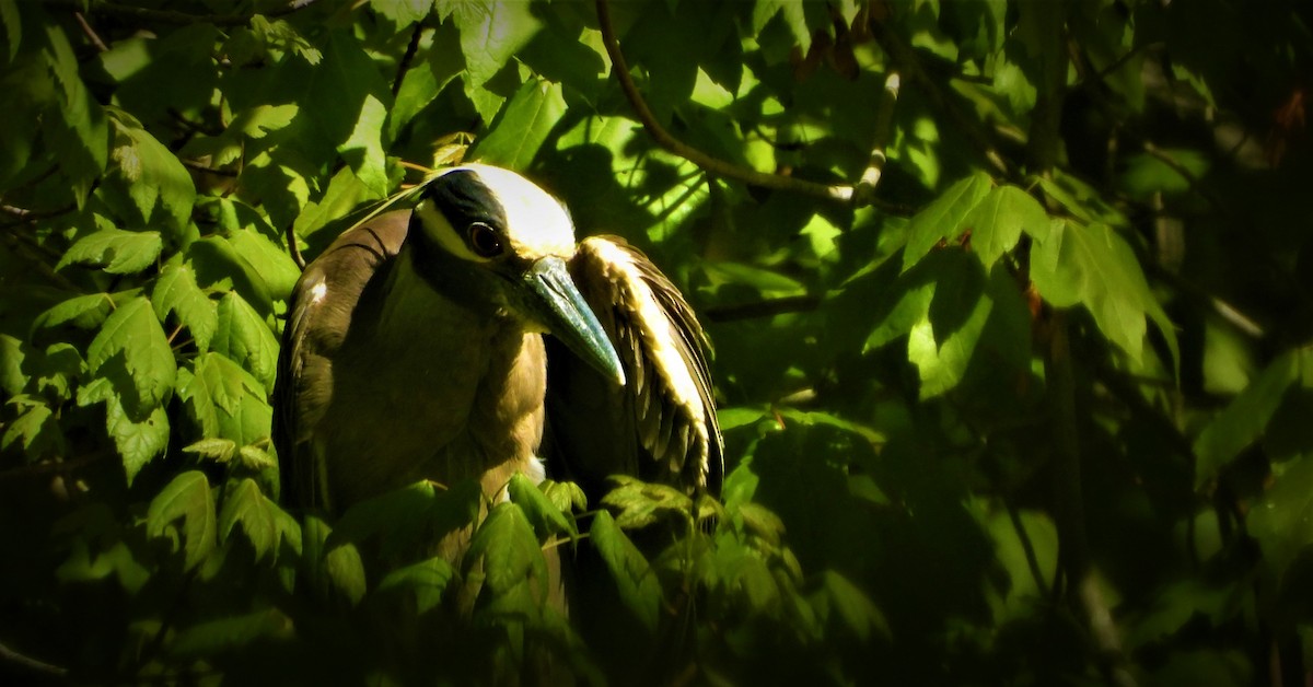 Yellow-crowned Night Heron - ML454825101