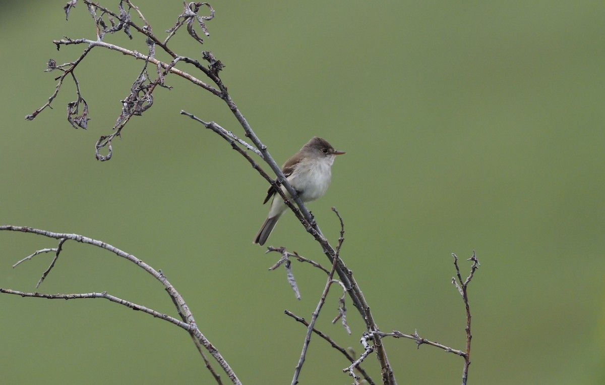 Willow Flycatcher - ML454825941