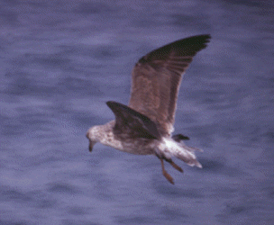 Gaviota Sombría - ML454827531