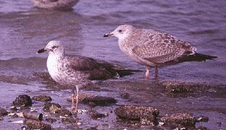 Lesser Black-backed Gull - ML454827631