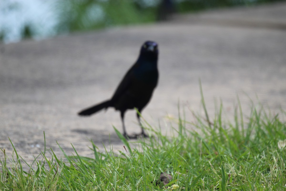 Common Grackle - ML454830041