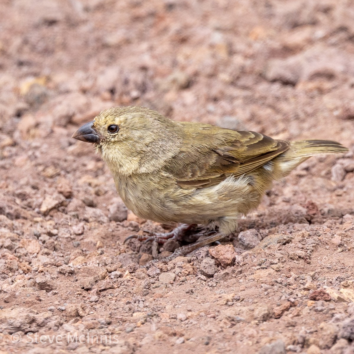 ML454830921 - Small Tree-Finch - Macaulay Library